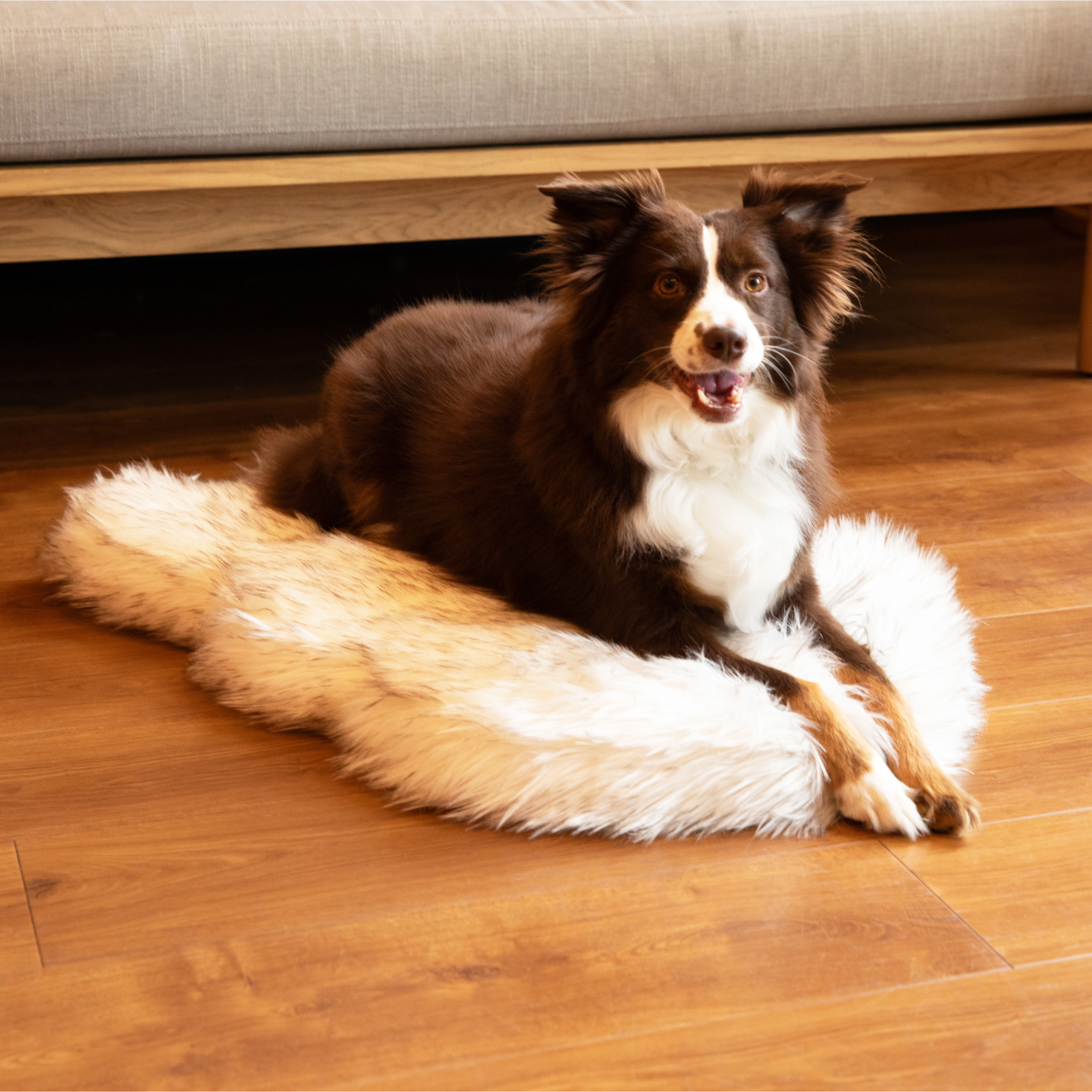 Dog lying on a fluffy rug on a wooden floor