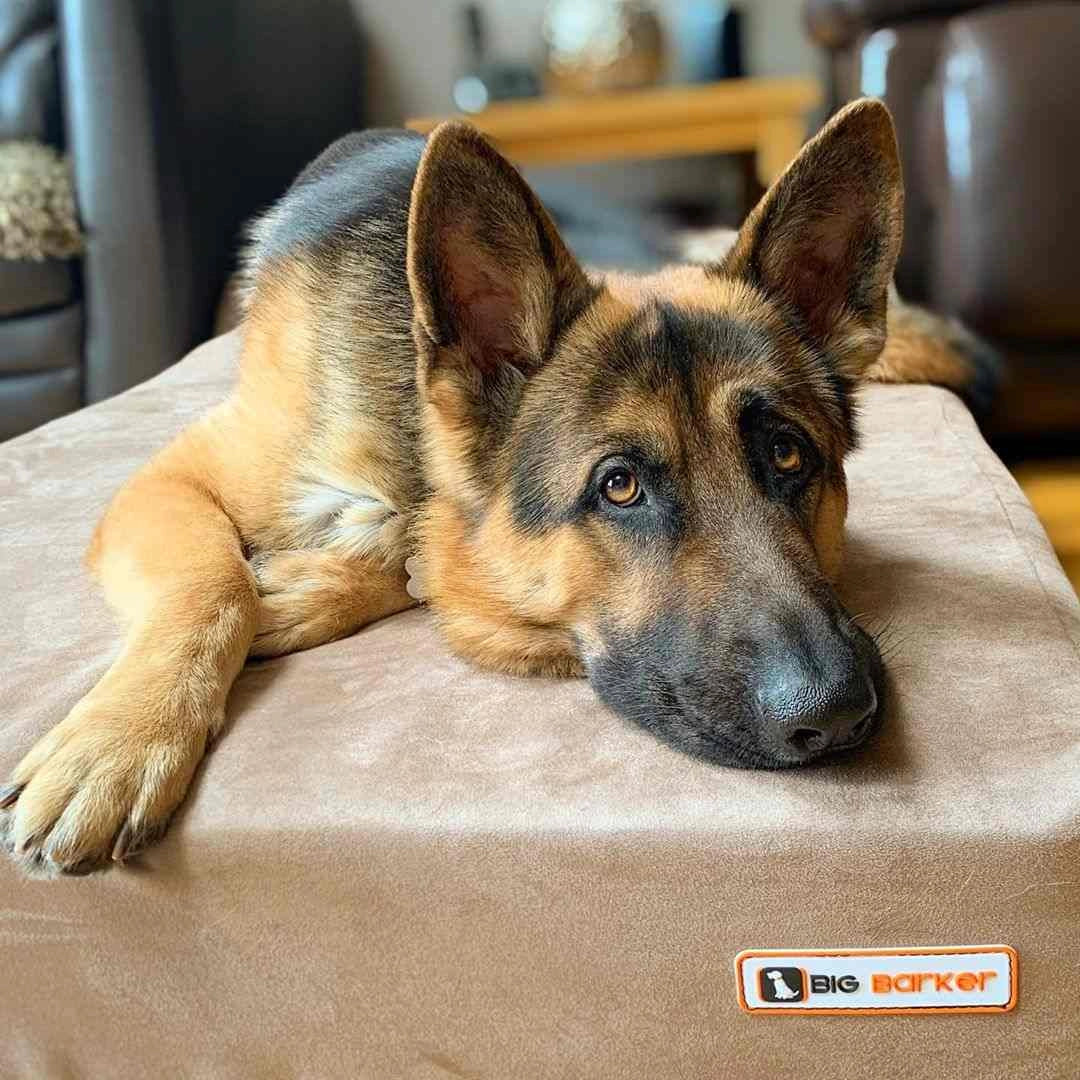 7" Orthopedic Memory Foam Dog Bed Sleek Edition | Big Barker