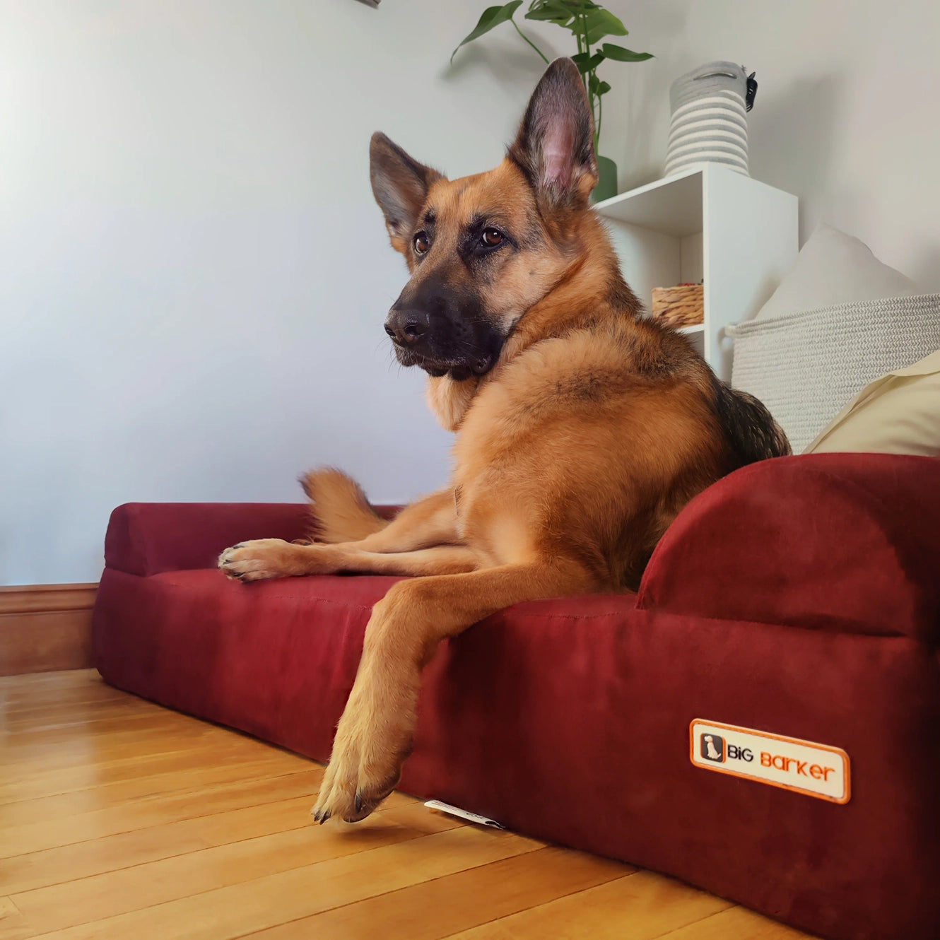 7" Orthopedic Dog Sofa Bed | Big Barker