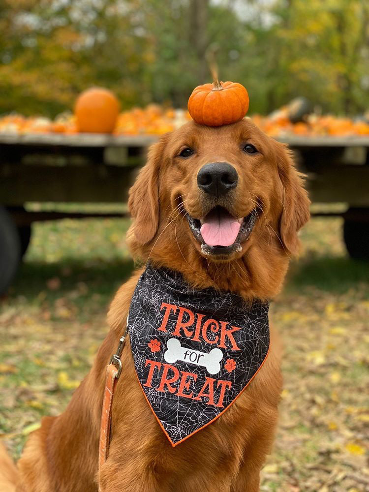 Halloween Dog Bandana - Trick for Treat