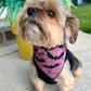 Halloween Dog Bandana - Baby Bats