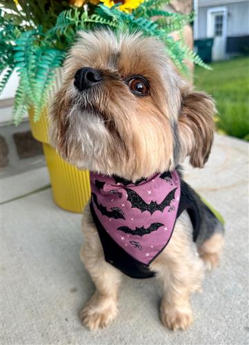 Halloween Dog Bandana - Baby Bats