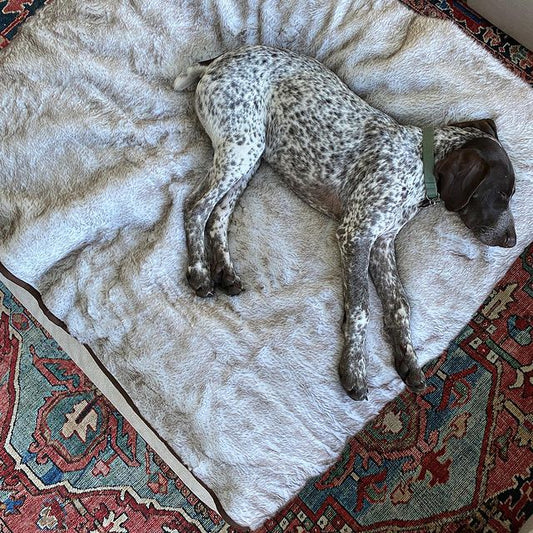 Dog lying on a fluffy white cushion with a patterned rug underneath