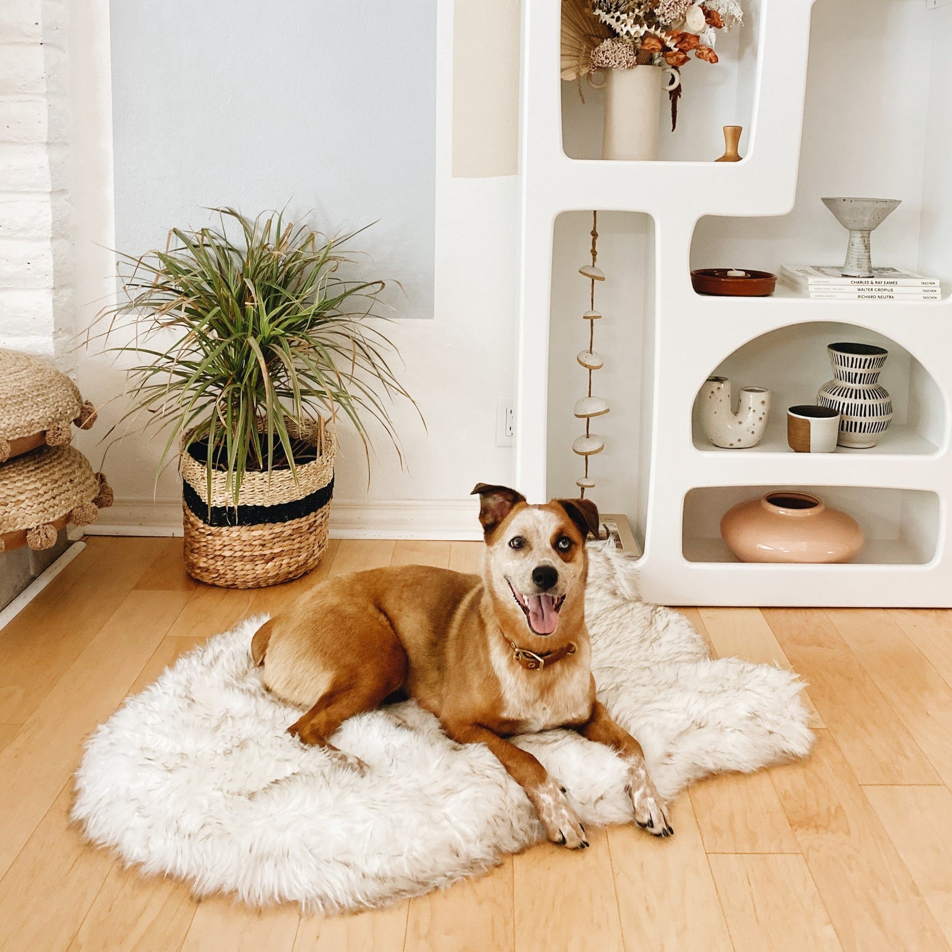 Dog lying on a fluffy rug in a room with a plant and shelves.