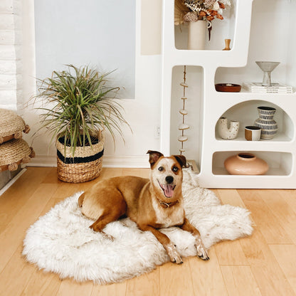Dog lying on a fluffy rug in a room with a plant and shelves.