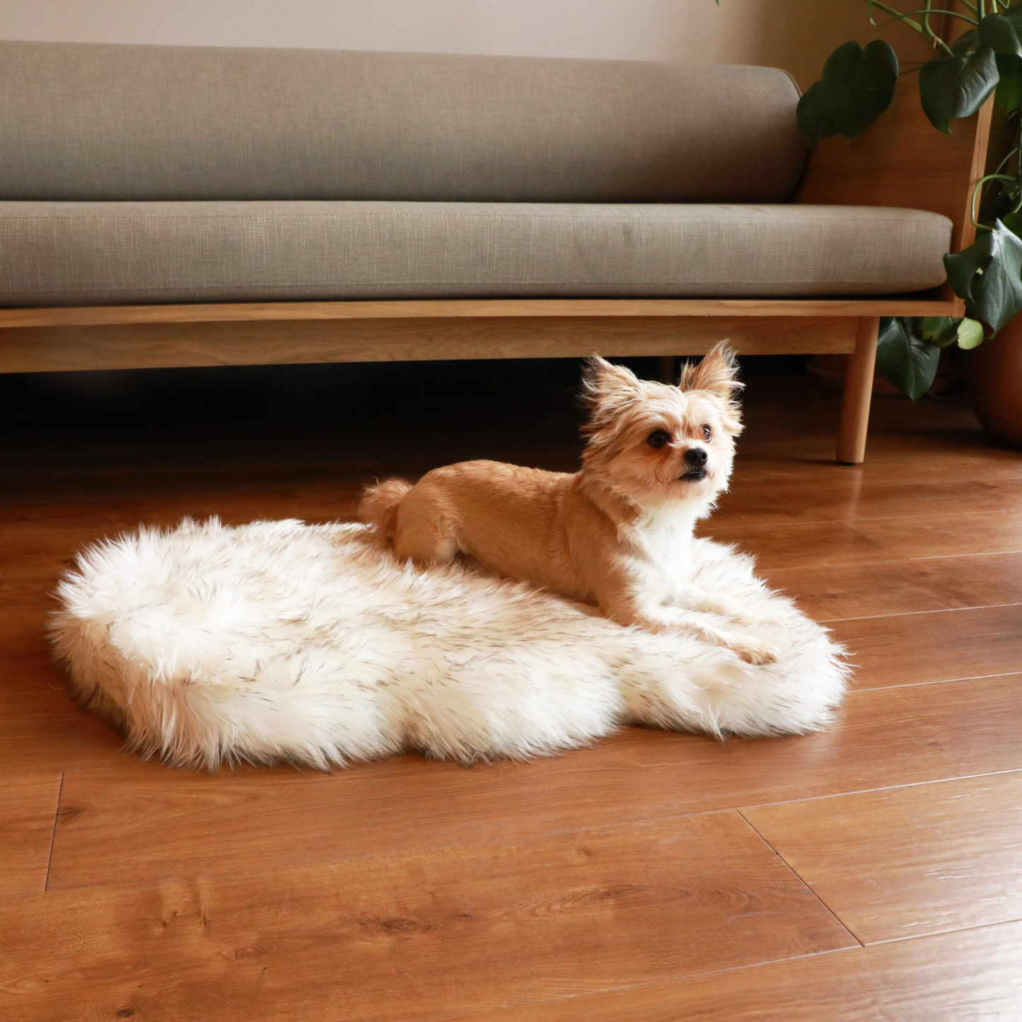 Small dog sitting on a fluffy white rug in a living room.