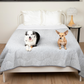 Two dogs on a gray quilt on a bed in a bedroom setting.