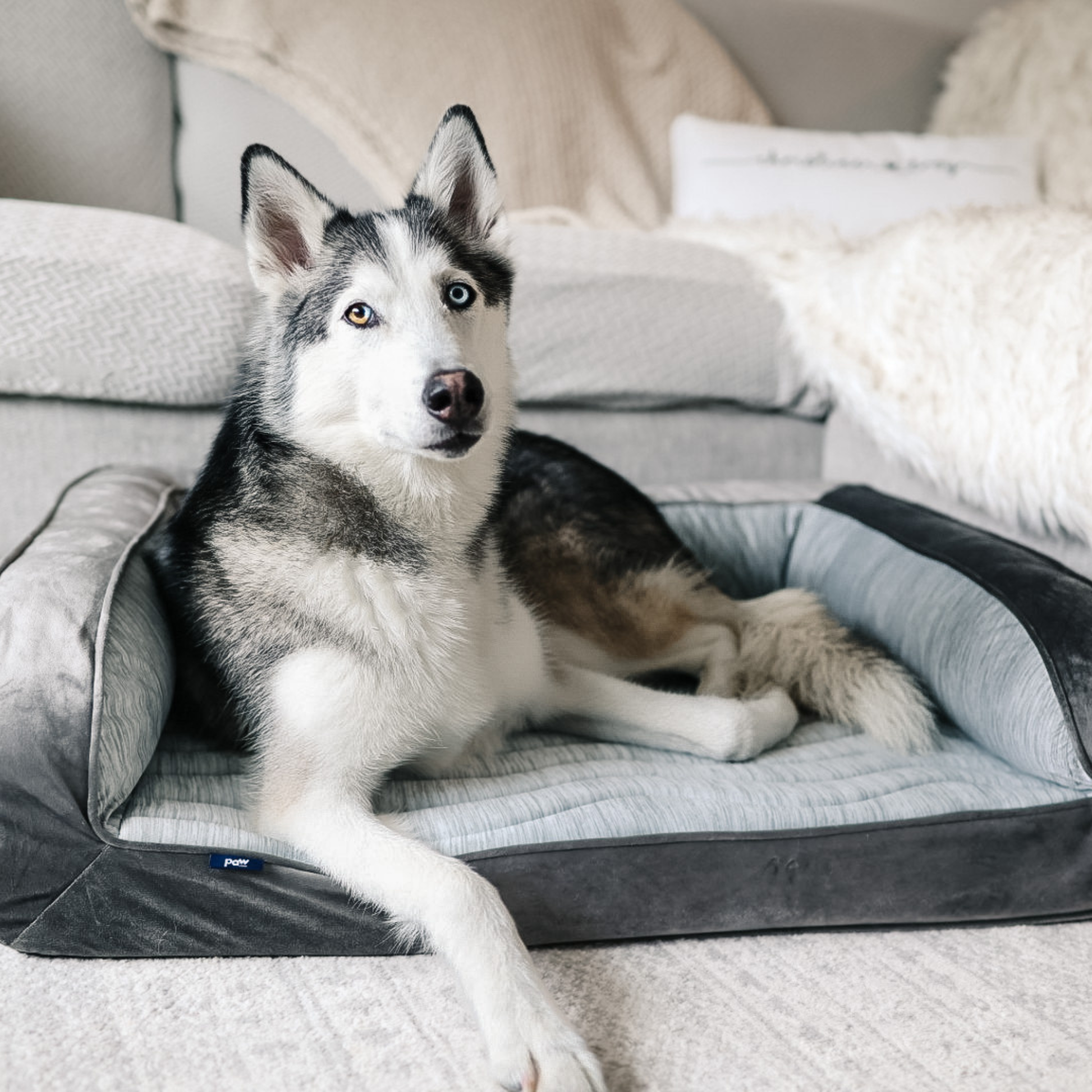 Dog lying on a pet bed in a cozy living room setting