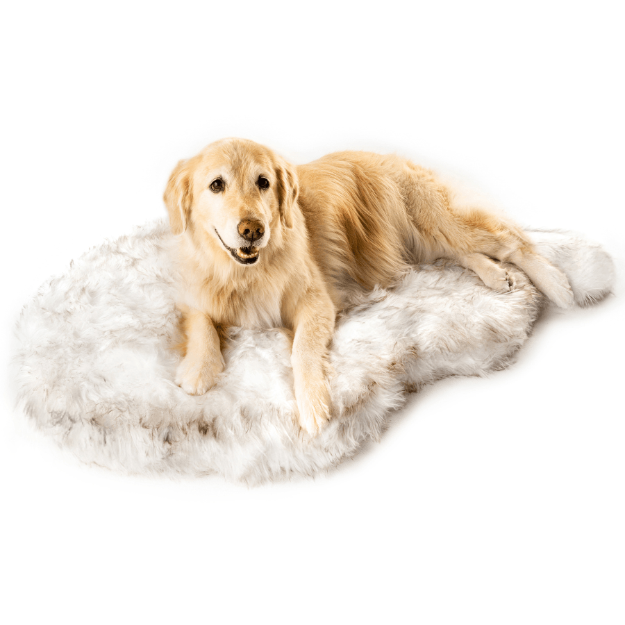 Golden retriever lying on a fluffy white rug with a white background