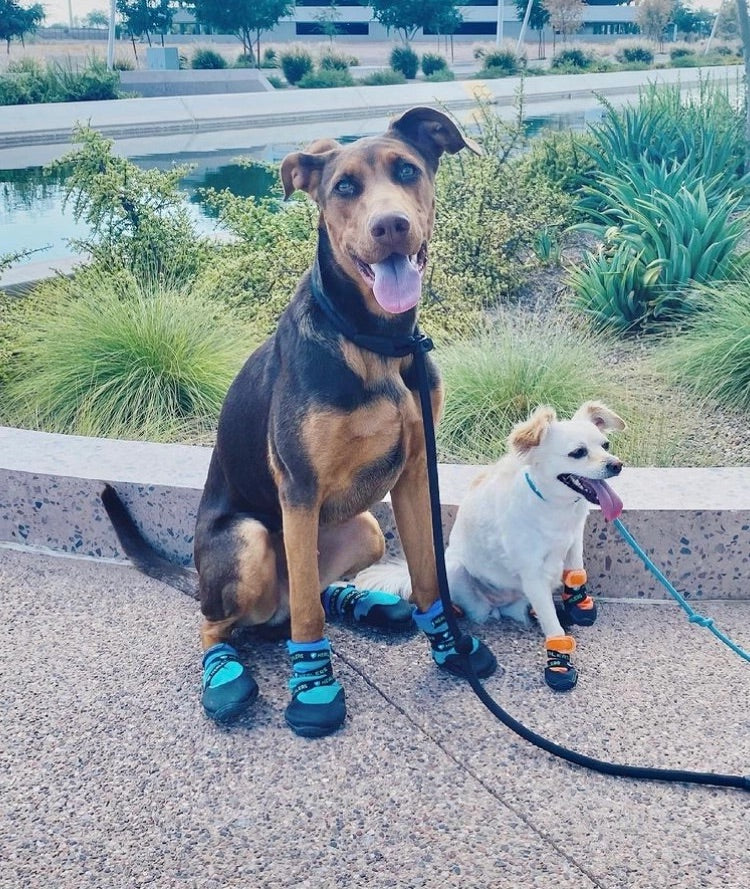 Dog Boots for Injured Paws | Healers