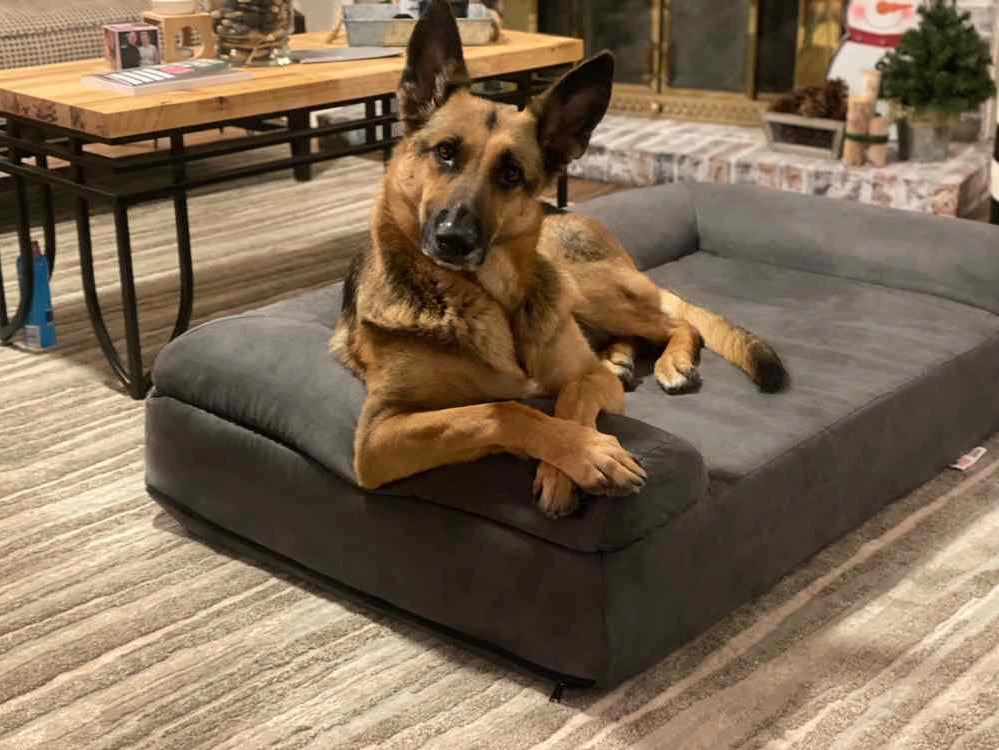 7" Orthopedic Dog Sofa Bed | Big Barker