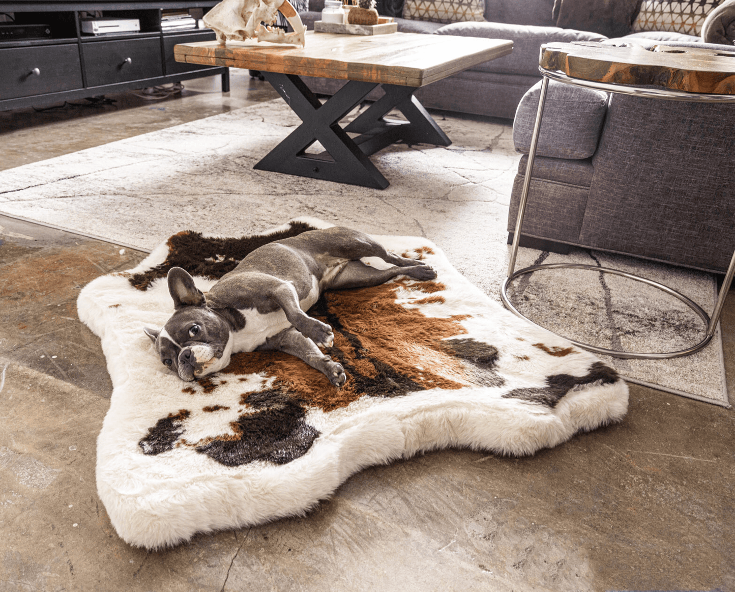 Dog lying on a cowhide rug in a modern living room.