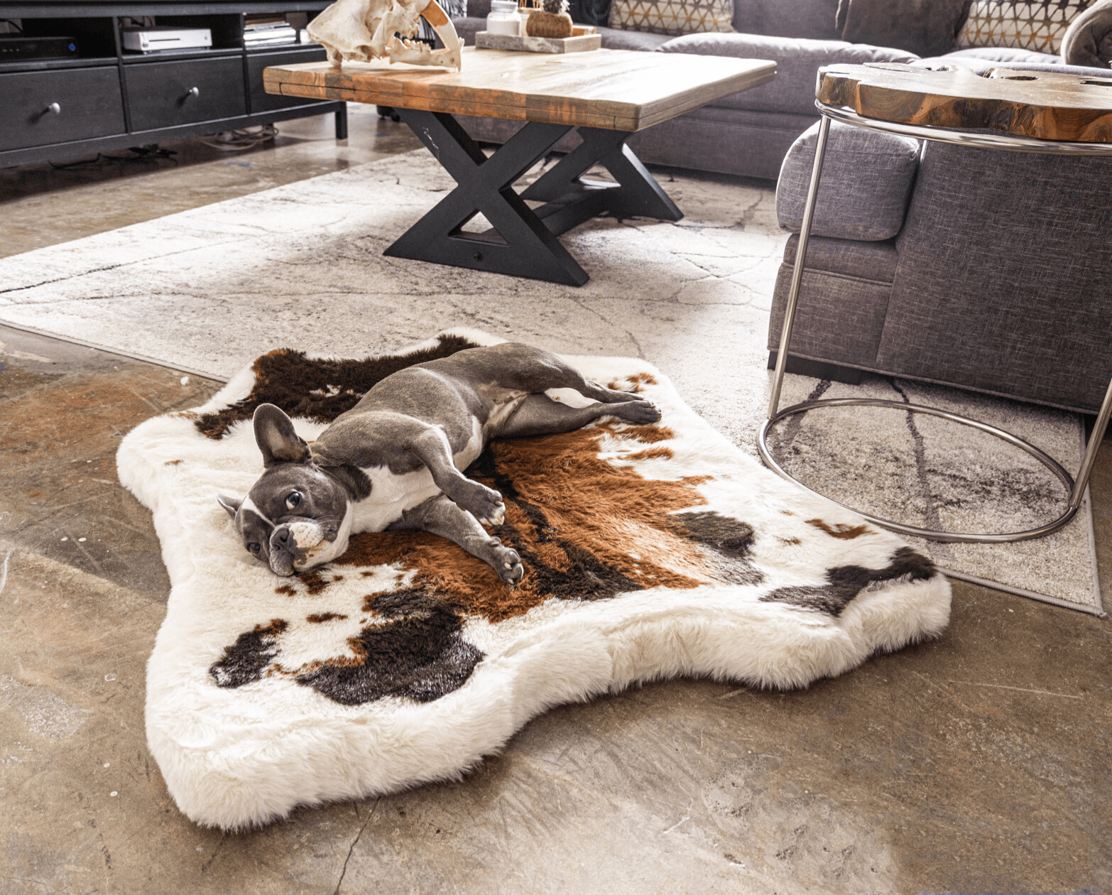 Dog lying on a cowhide rug in a modern living room.