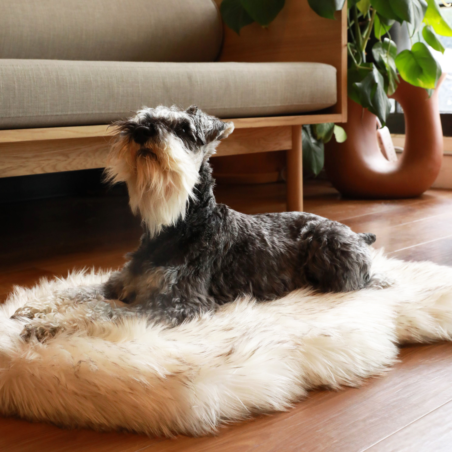 Dog sitting on a fluffy rug in a home setting with a couch and plant in the background