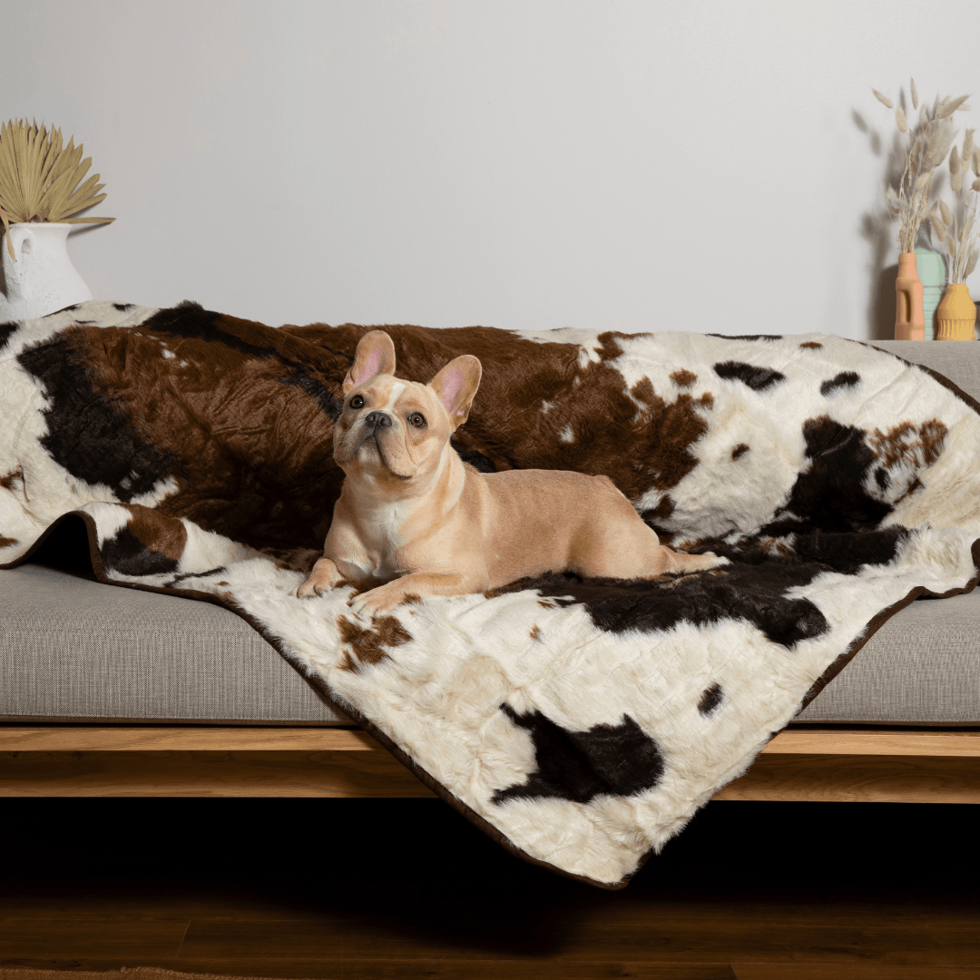 Dog lying on a cowhide rug in a living room setting