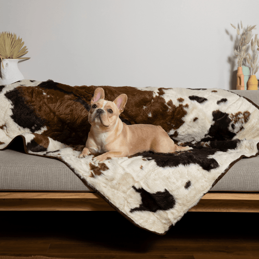 Dog lying on a cowhide rug in a living room setting