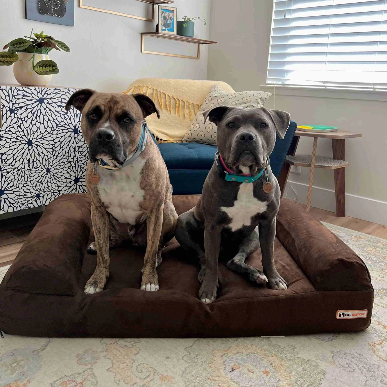 7" Orthopedic Dog Sofa Bed | Big Barker