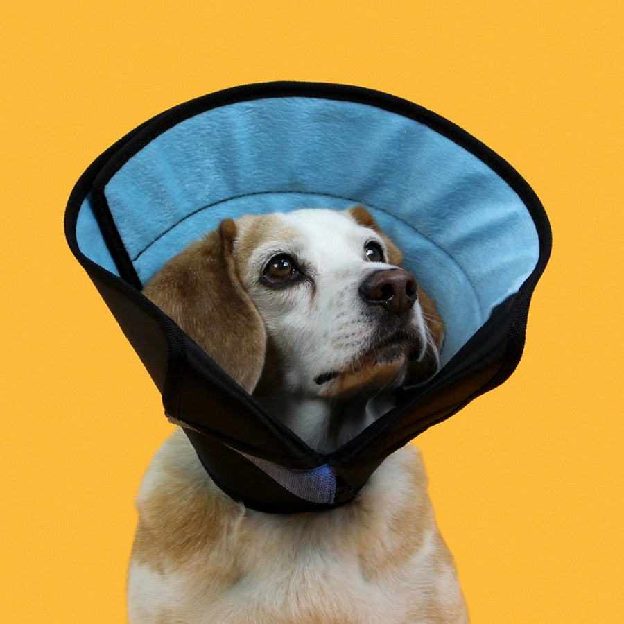 Dog wearing a cone-shaped pet recovery collar on a yellow background