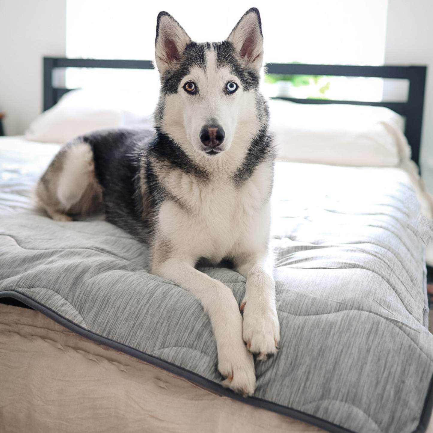 Husky dog lying on a bed with a gray blanket