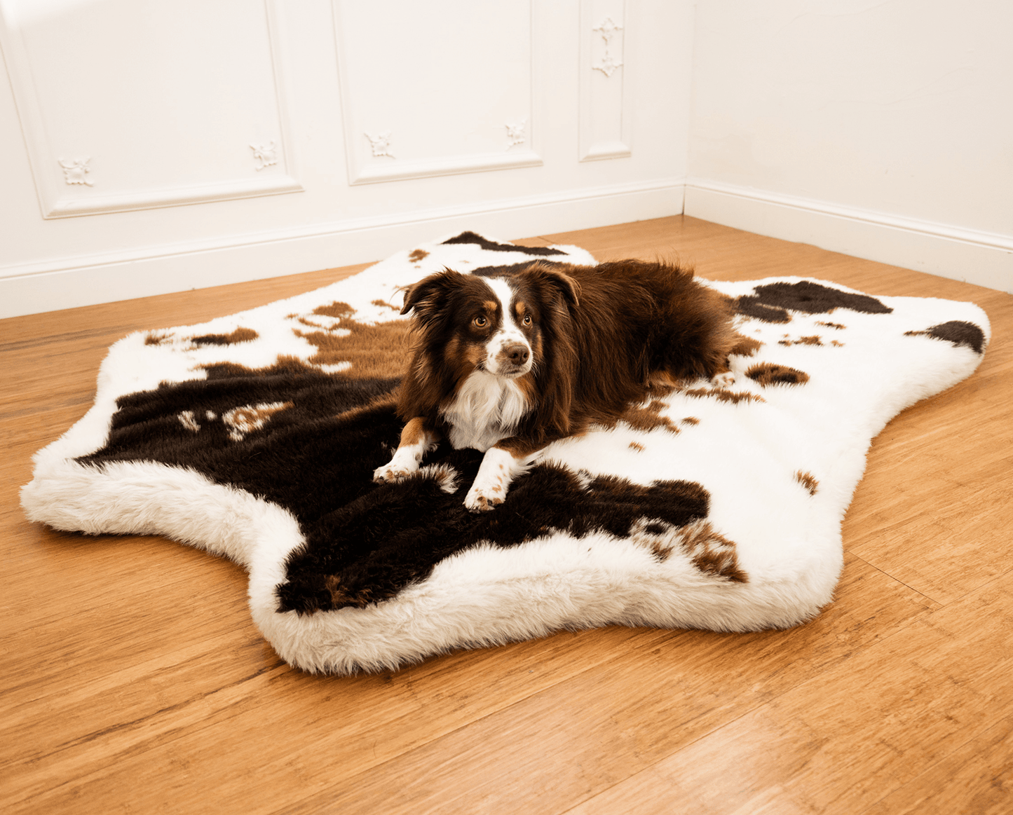 Dog lying on a cowhide rug in a room with wooden flooring and white walls.