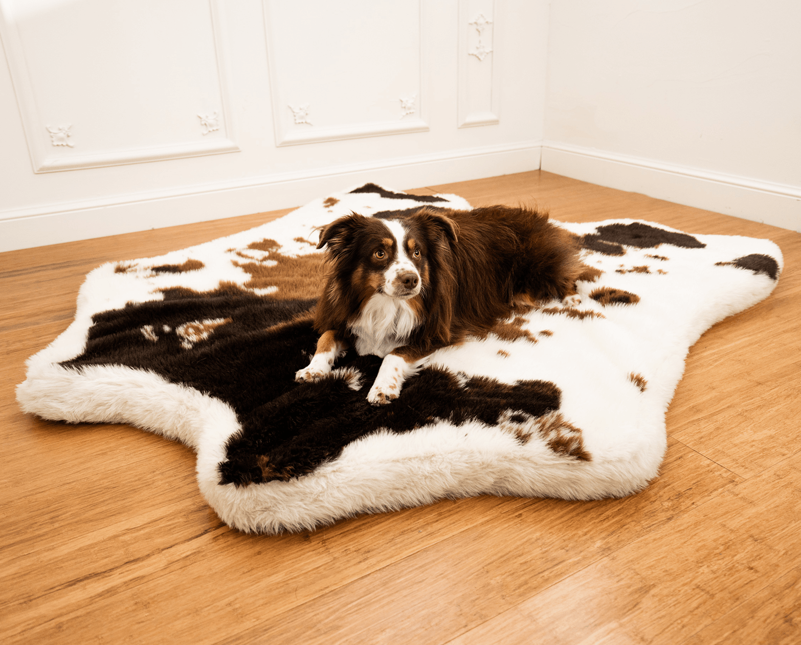 Dog lying on a cowhide rug in a room with wooden flooring and white walls.