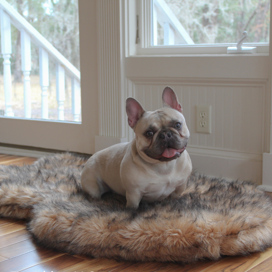 Dog sitting on a fluffy rug in a room with windows