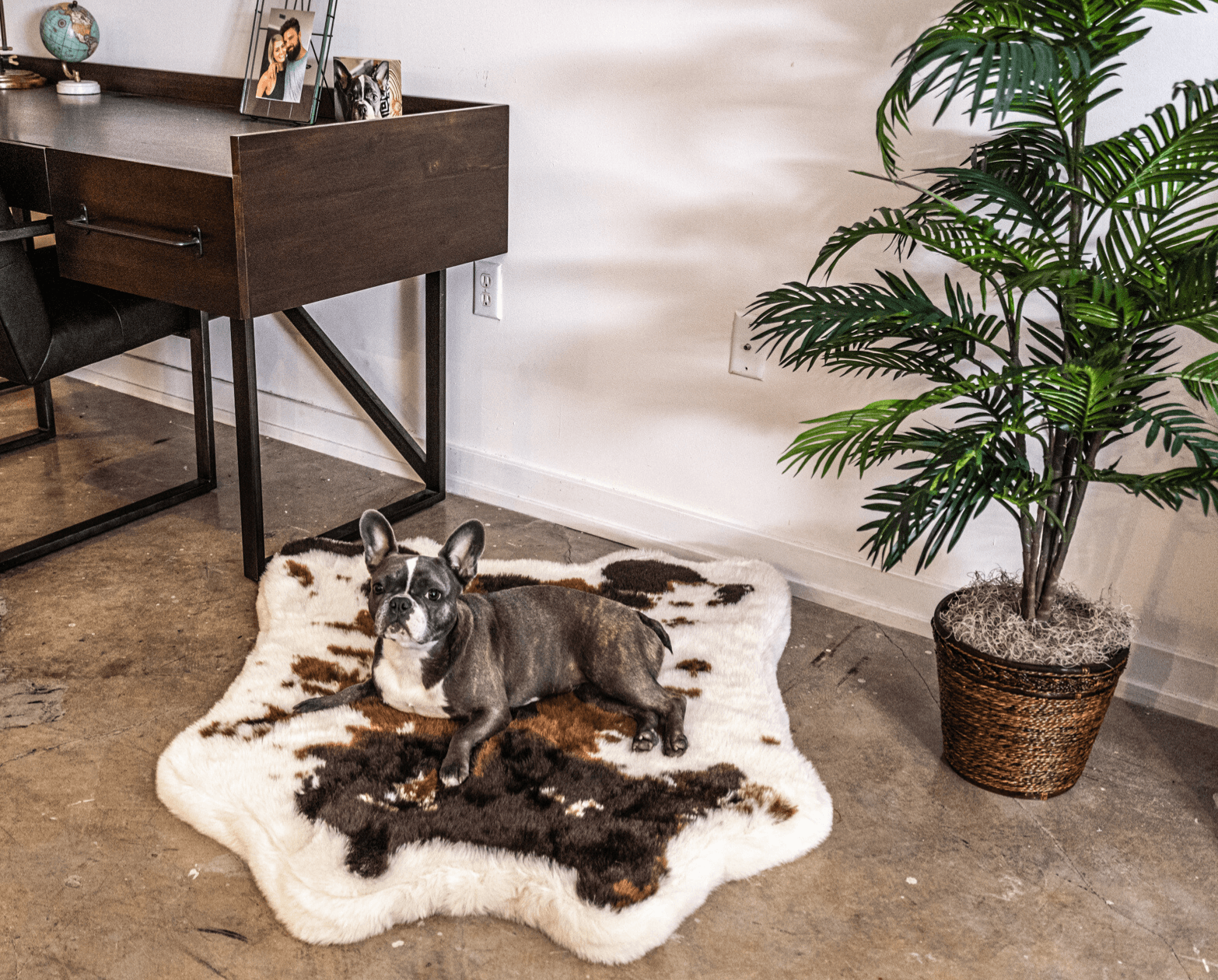 Dog lying on a cowhide rug in a room with a desk and plant.