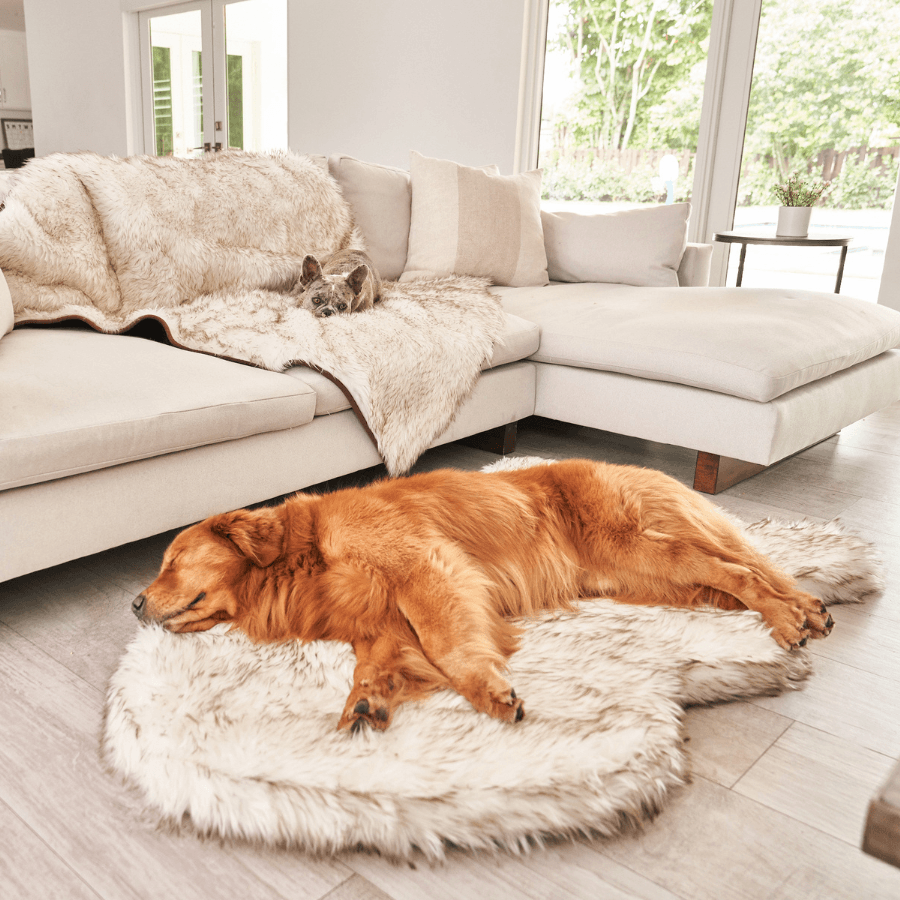 Two dogs lying on fluffy rugs in a modern living room.