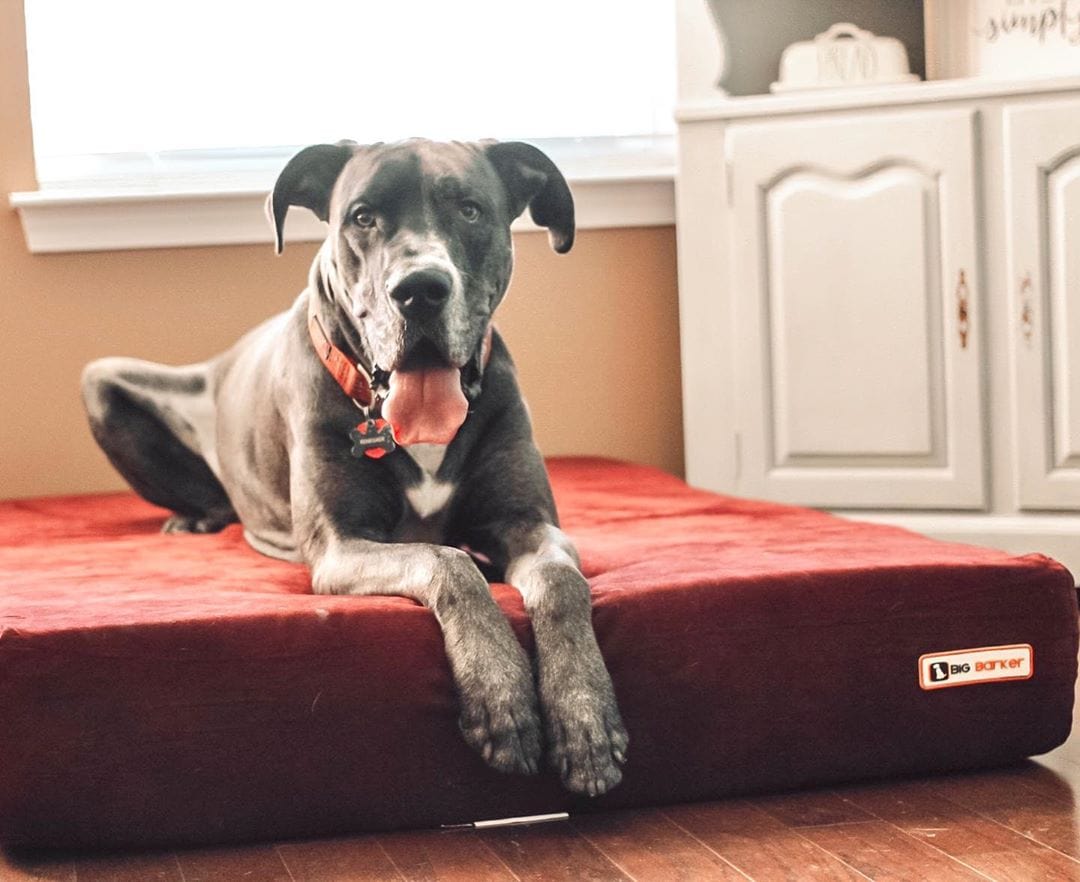 7" Orthopedic Memory Foam Dog Bed Sleek Edition | Big Barker