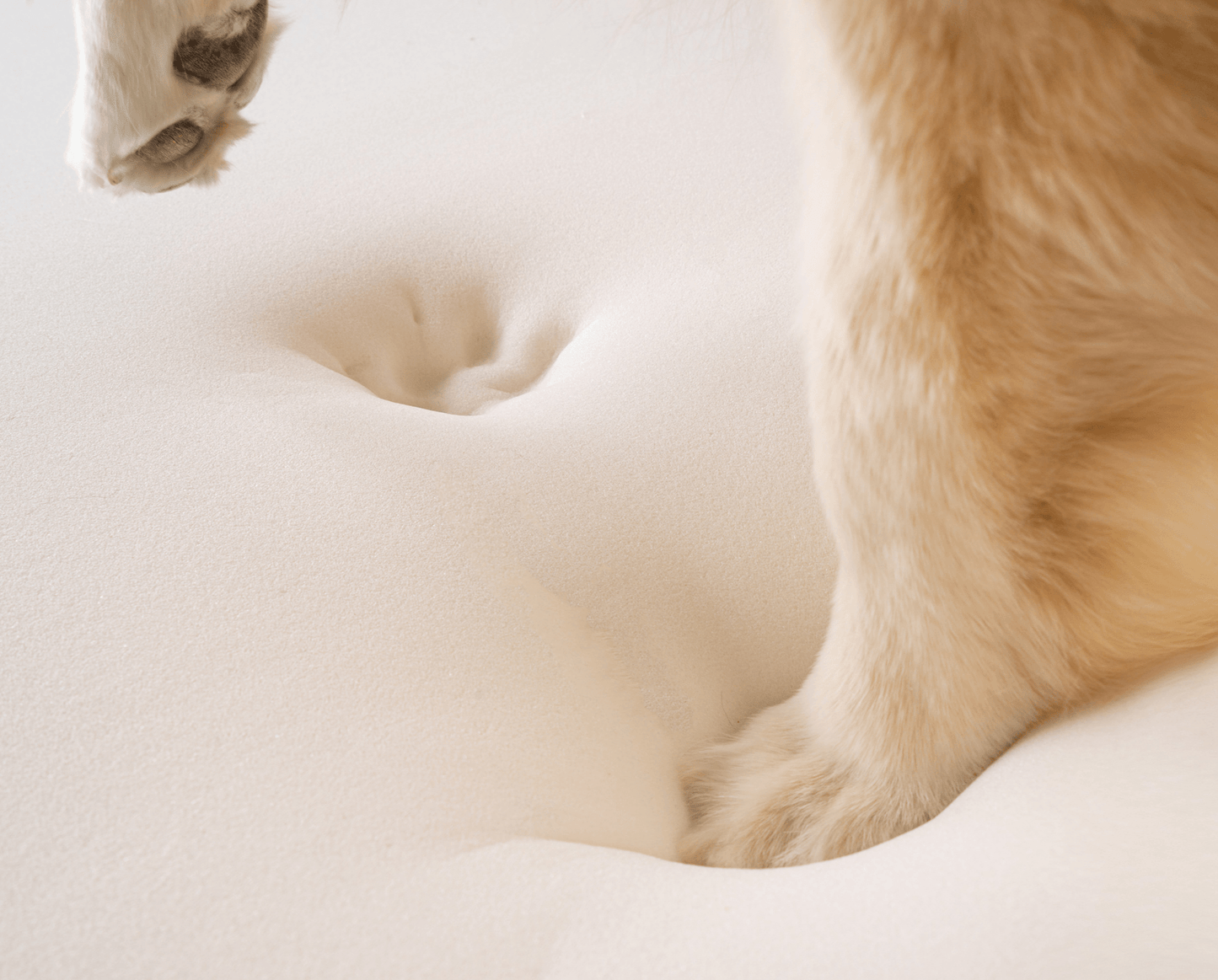 Close-up of a dog's paw on a soft white surface