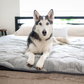 Dog lying on a large pet bed in a bedroom setting