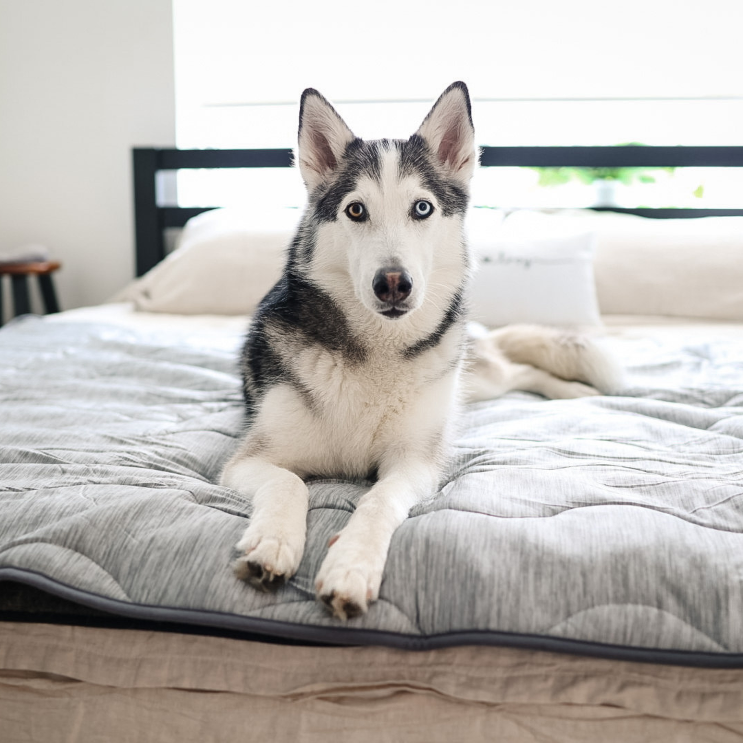 Dog lying on a large pet bed in a bedroom setting