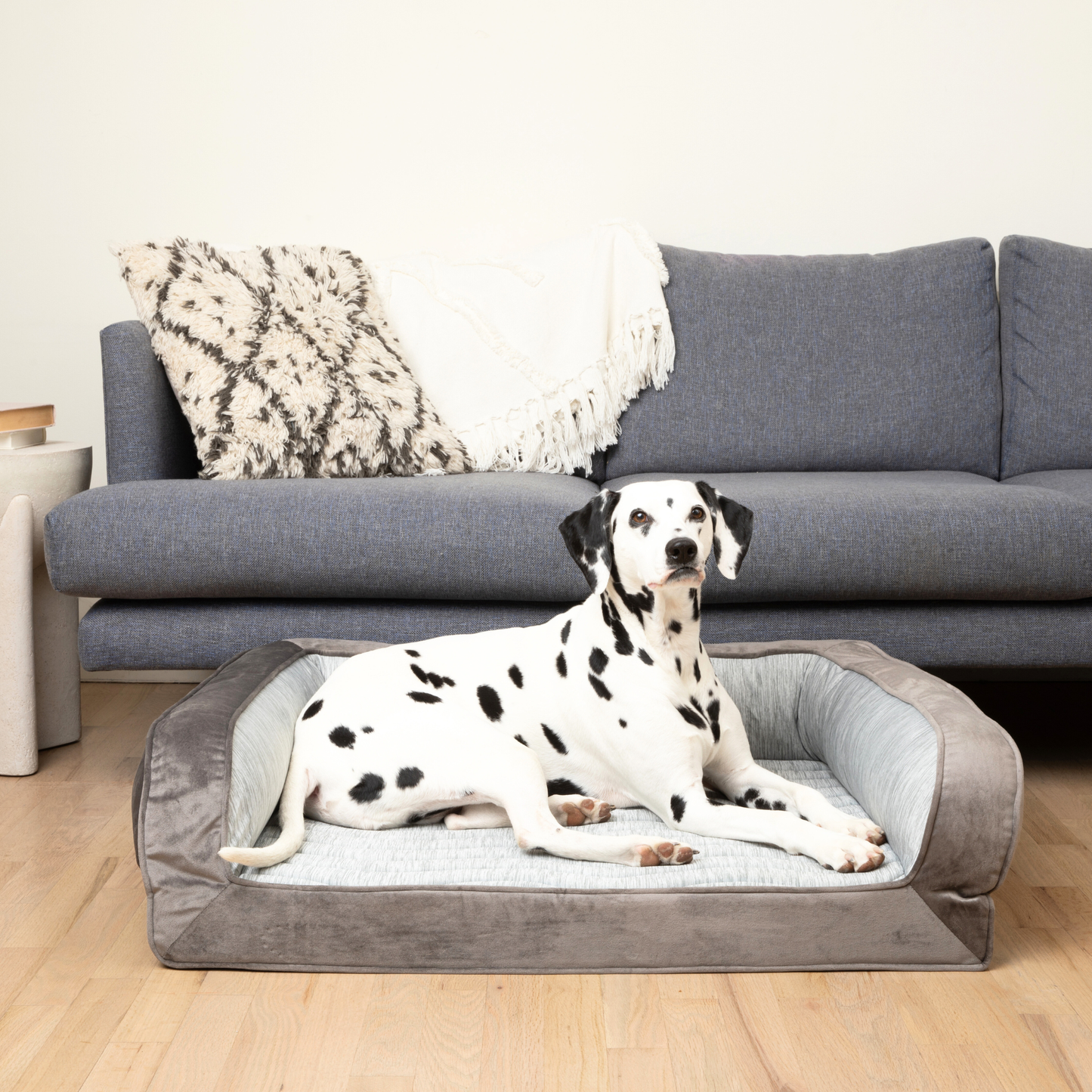 Dalmatian dog lying on a gray pet bed in a living room.