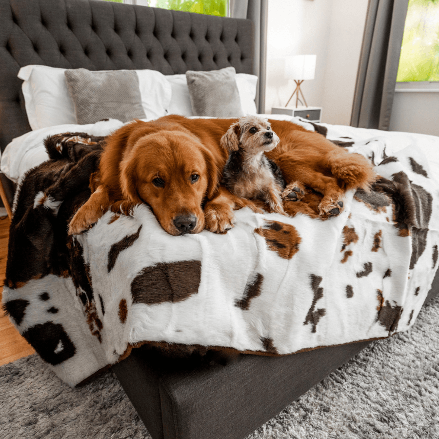 Two dogs on a cow print blanket in a bedroom setting