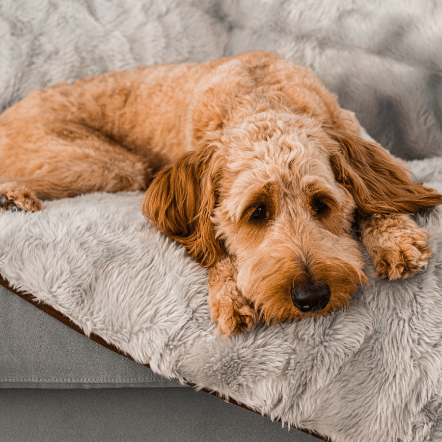 Brown dog lying on a fluffy gray blanket