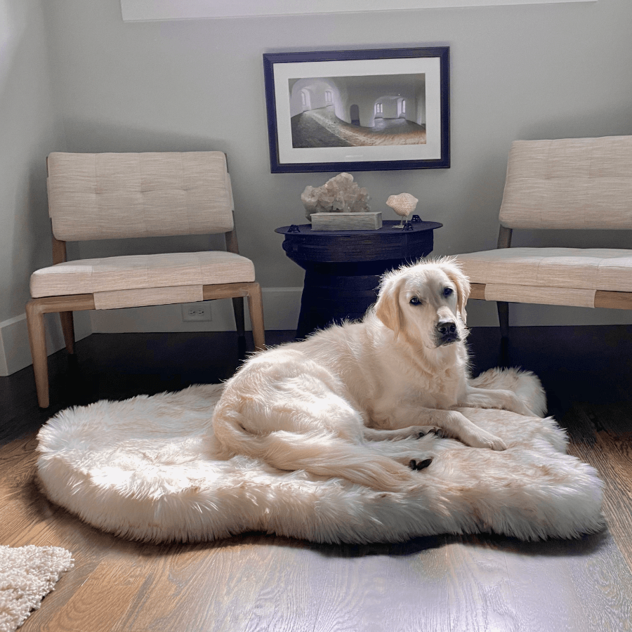 Dog lying on a fluffy white rug in a room with chairs and a small table.