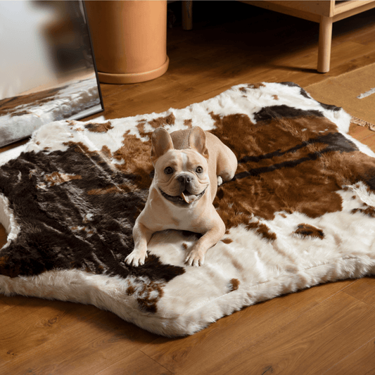 Dog sitting on a cowhide rug in a home setting