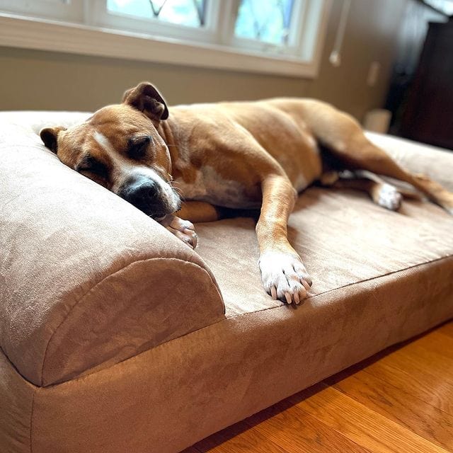 7" Orthopedic Dog Sofa Bed | Big Barker