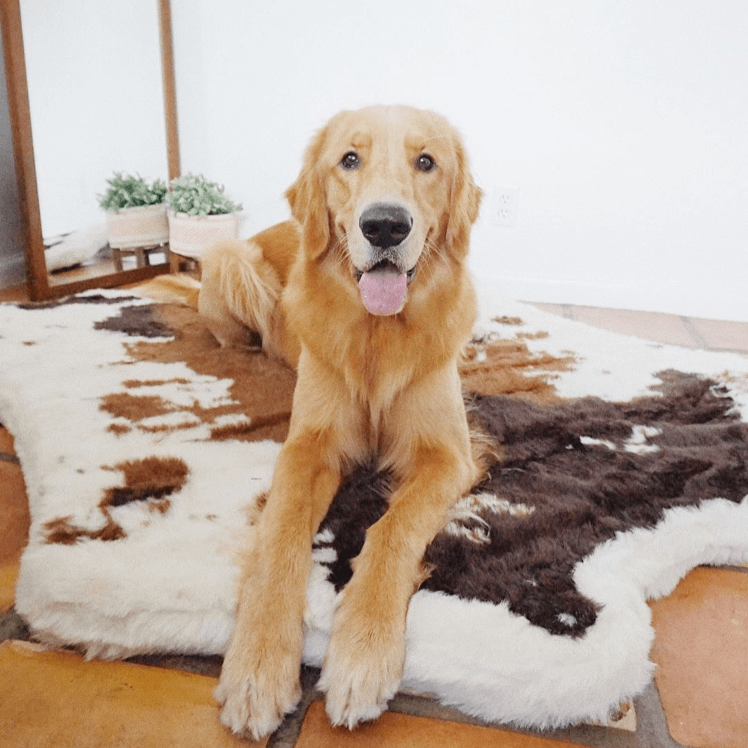 Golden retriever sitting on a cowhide rug in a room with a mirror and plants.
