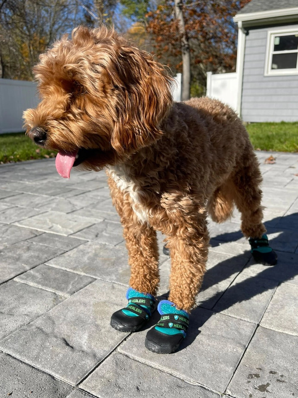 Dog Boots for Injured Paws | Healers
