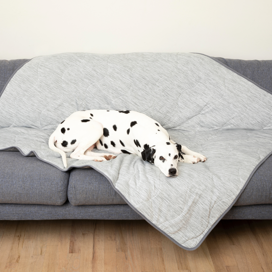 Dalmatian dog lying on a gray quilted blanket on a couch.