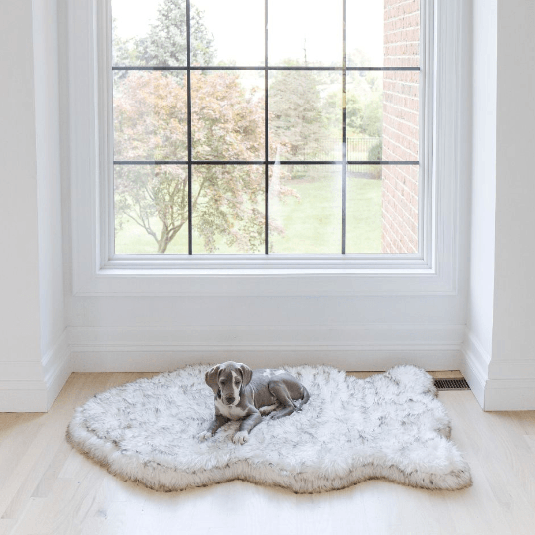 Dog lying on a fluffy white rug in a bright room with large windows.