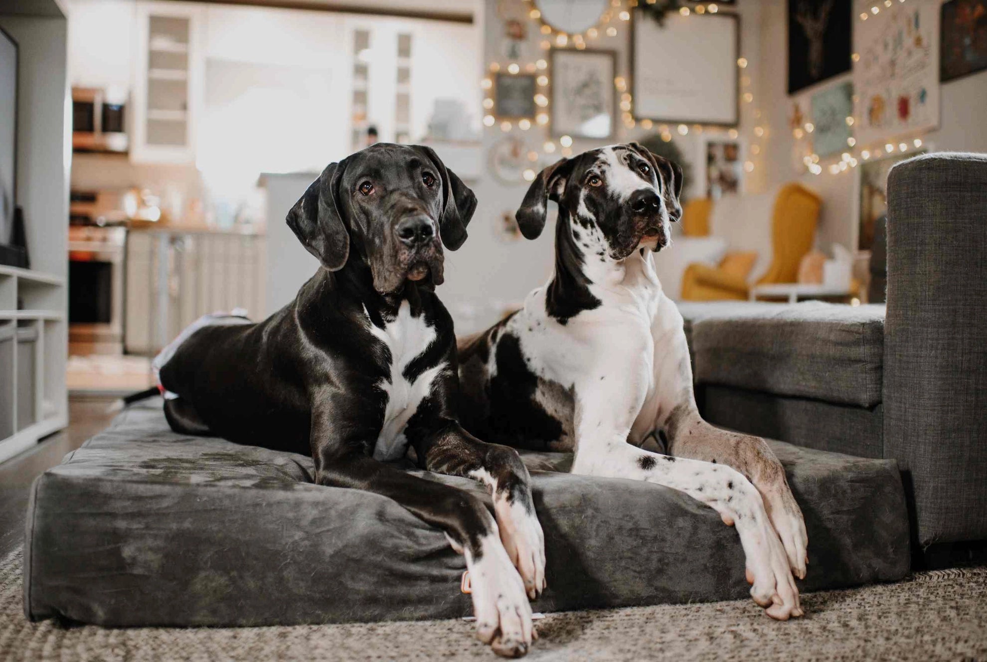 7" Orthopedic Memory Foam Dog Bed Sleek Edition | Big Barker