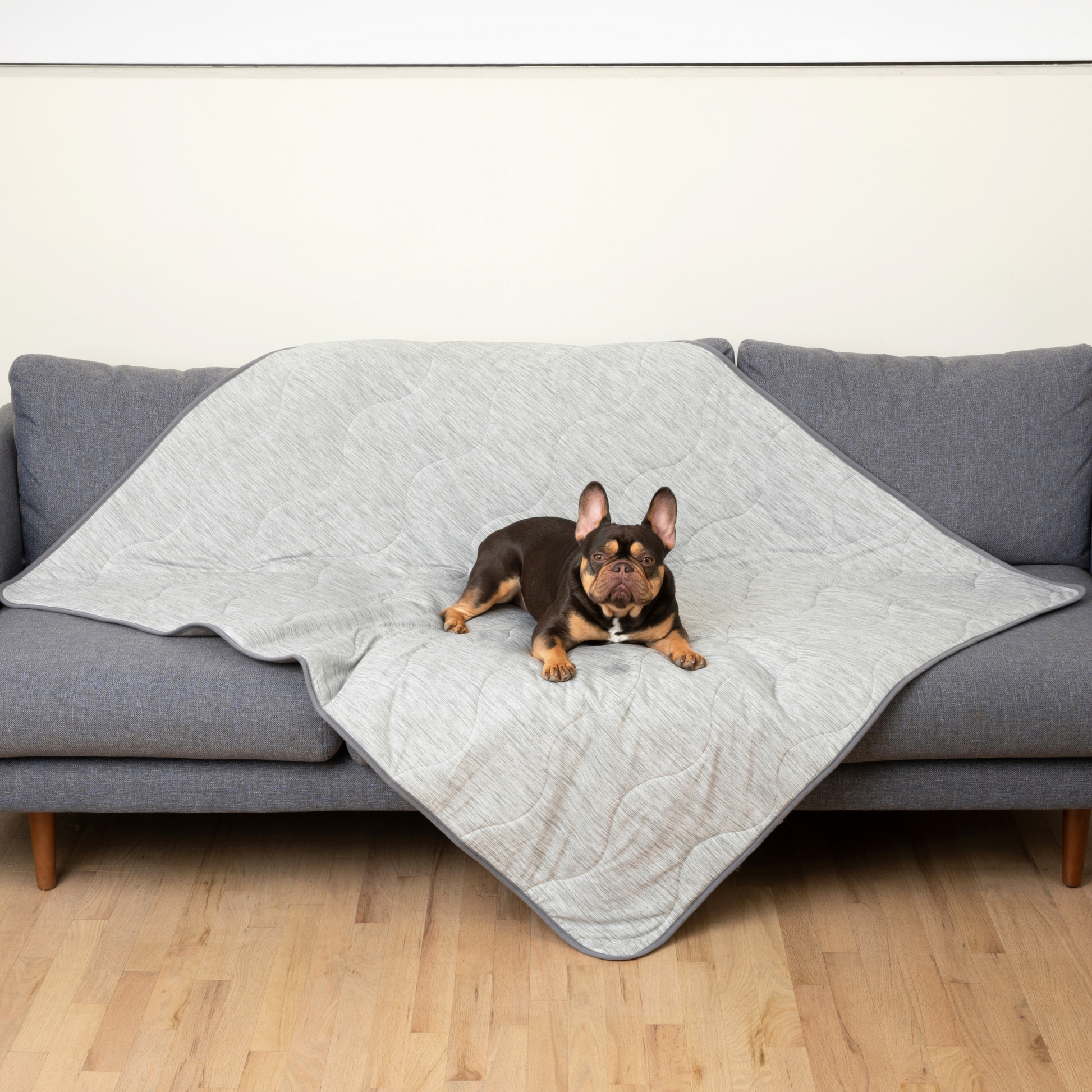 Dog lying on a gray quilted blanket on a gray couch in a room with wooden flooring.