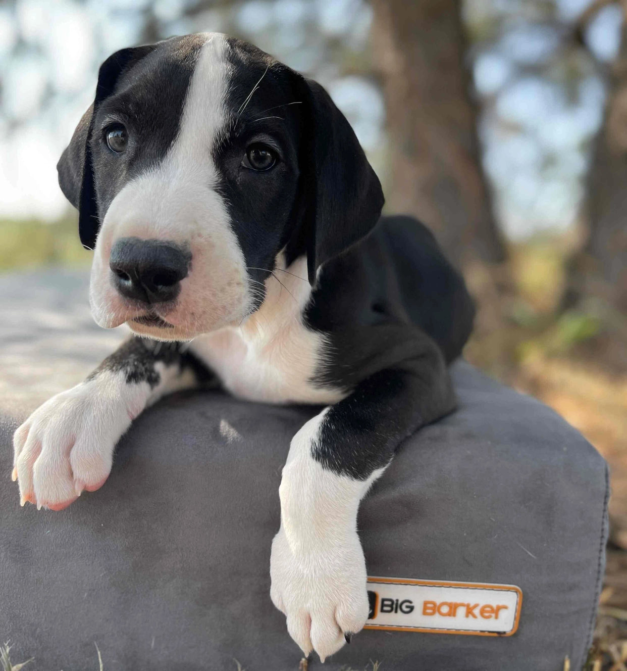 7" Orthopedic Memory Foam Dog Bed Sleek Edition | Big Barker