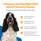 Adrenal Harmony Chewies | Pet Wellbeing