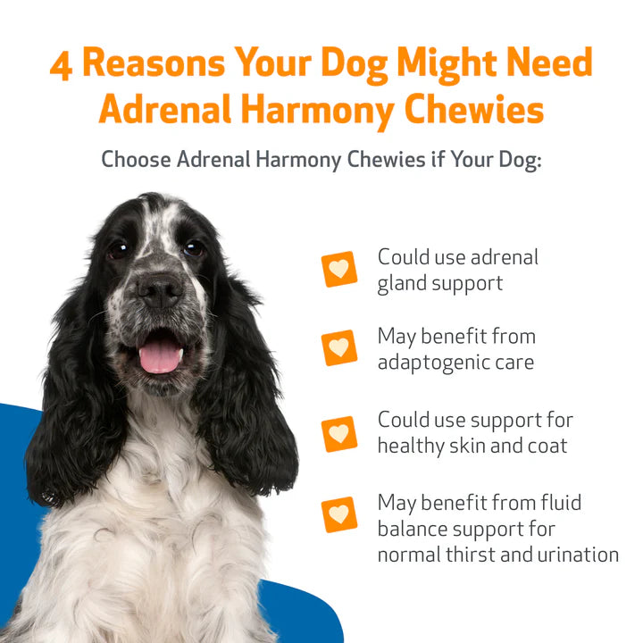 Adrenal Harmony Chewies | Pet Wellbeing