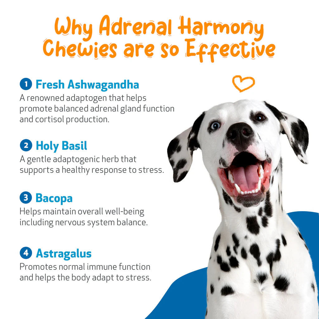 Adrenal Harmony Chewies | Pet Wellbeing