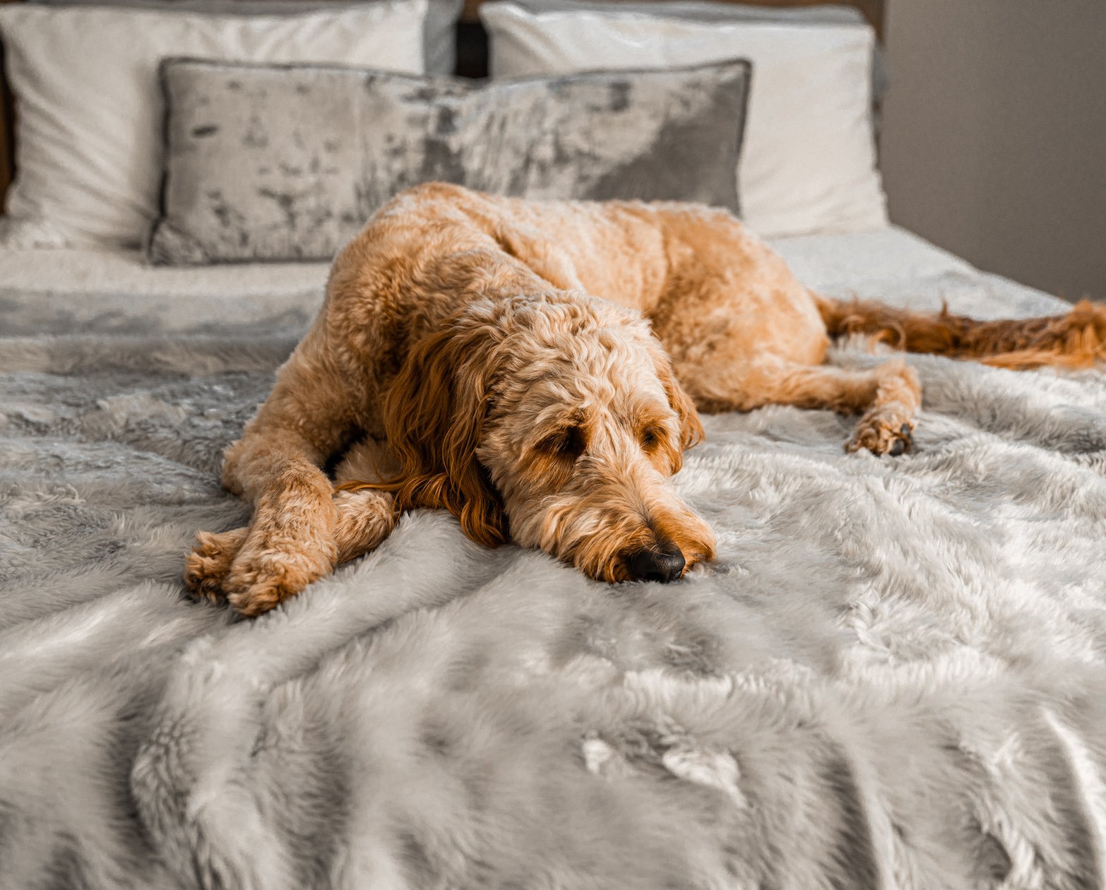 Dog lying on a bed with gray bedding and pillows.