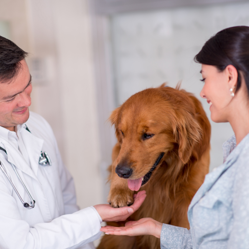 Questions for your veterinary team
